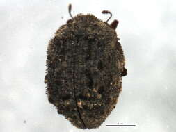 Image of pill beetles