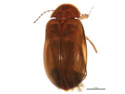 صورة Pseudomicrocara hangayi