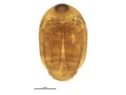 Image of Sericoderus lateralis (Gyllenhal 1827)