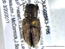 Image of Weevil