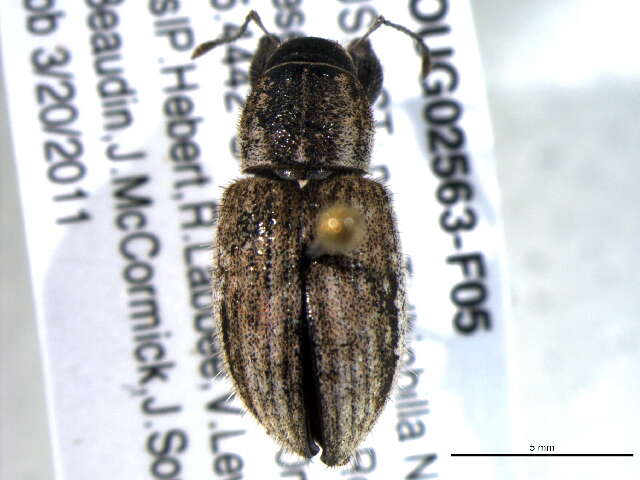 Image of Weevil