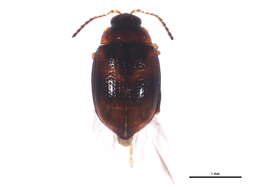 Image of <i>Arsipoda variegata</i>