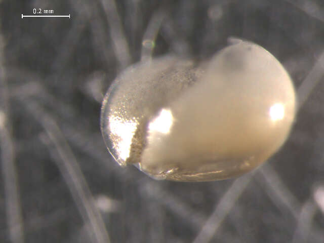 Image of ostracodes