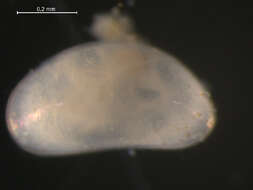 Image of ostracodes