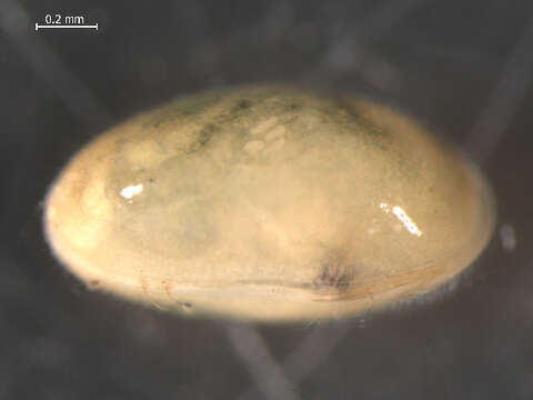 Image of <i>Bradleystrandesia reticulata</i>