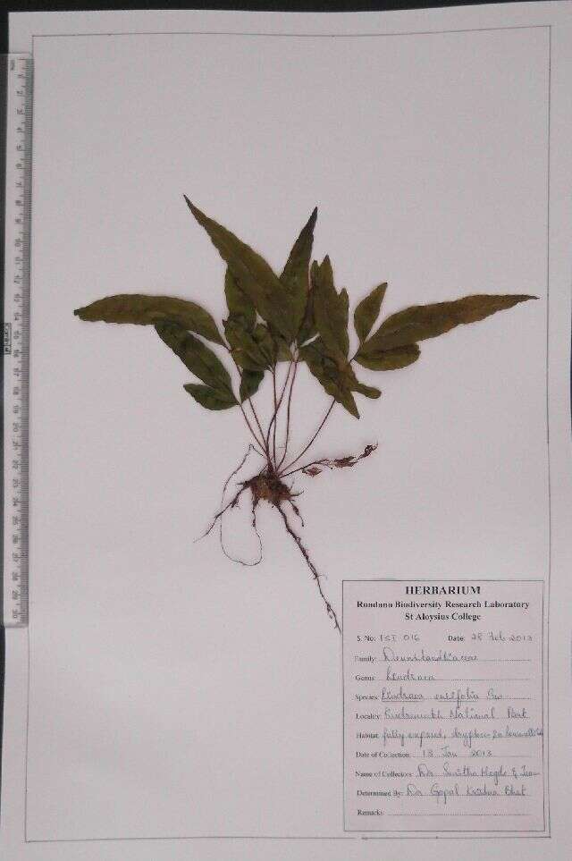 Dennstaedtiaceae resmi