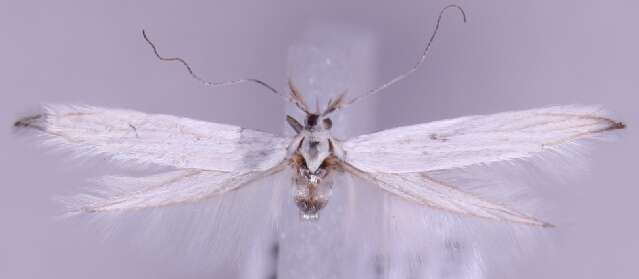 Imagem de Coleophora argenteonivea Walsingham 1907