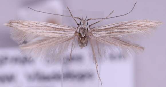 Image of Coleophora struella Staudinger 1859