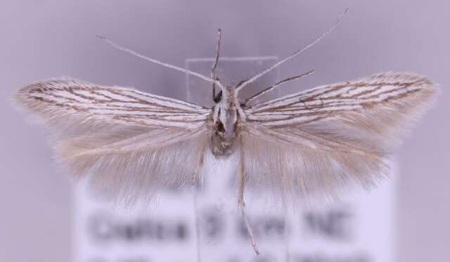 Image of Coleophora struella Staudinger 1859