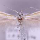 Image of Coleophora dubiella Baker 1888