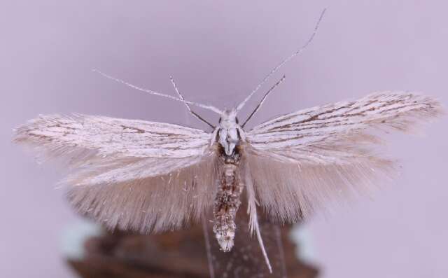 Image of Coleophora struella Staudinger 1859