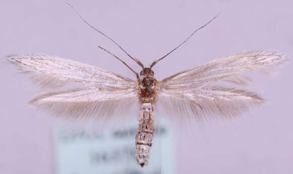 Image of <i>Coleophora centaureivora</i>