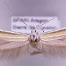 Image of Coleophora astragalella Zeller 1849