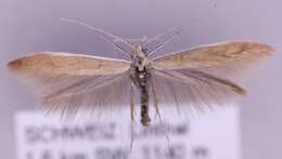 صورة Coleophora niveicostella Zeller 1839