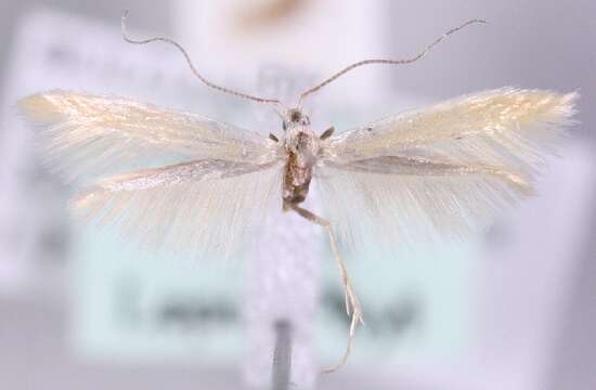 Image of Coleophora hydrolapathella Hering 1921