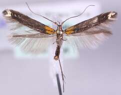 Coleophora basimaculella Mann 1864的圖片