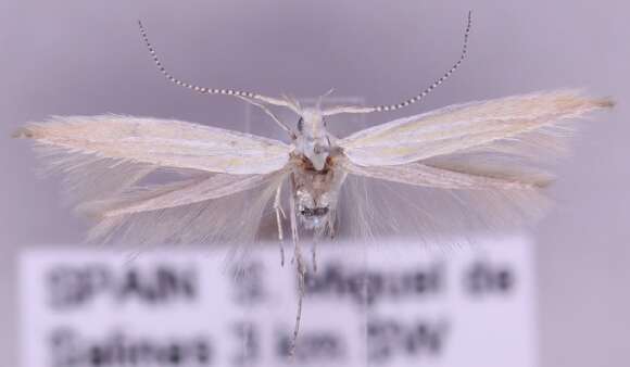 Image of Coleophora congeriella Staudinger 1859