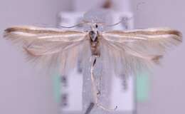 Image of Coleophora dubiella Baker 1888