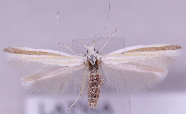 Image of Coleophora vibicigerella Zeller 1839