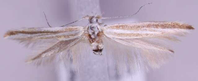 Image of Coleophora changaica Reznik 1975