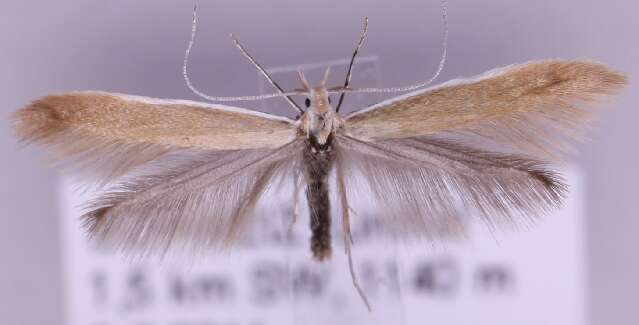 صورة Coleophora niveicostella Zeller 1839