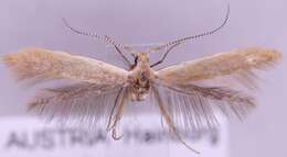 صورة Coleophora cecidophorella Oudejans 1972