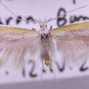 Coleophora semicinerea Staudinger 1859的圖片