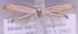 Coleophora sardiniae Baldizzone 1983的圖片