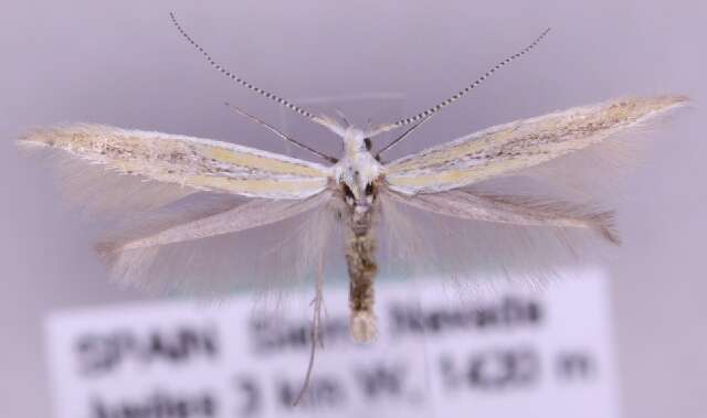 Coleophora brunneosignata Toll 1944的圖片