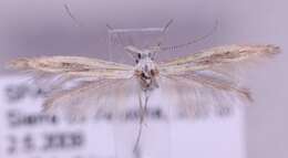 Coleophora brunneosignata Toll 1944的圖片