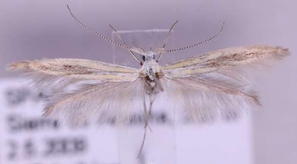 Coleophora brunneosignata Toll 1944的圖片