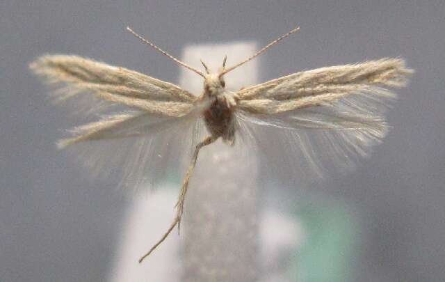 Imagem de <i>Coleophora embaensis</i>