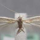 Coleophora petraea Falkovich 1972的圖片