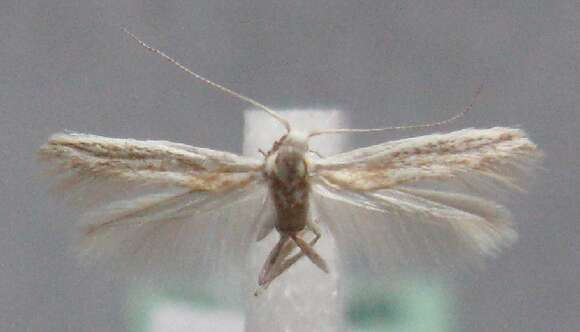 Coleophora petraea Falkovich 1972的圖片