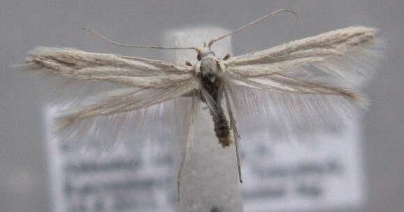 Image of Coleophora hypomona Falkovich 1979