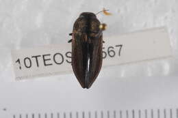 Image of beetles
