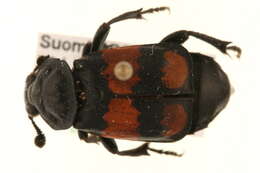 Image of Boreal Carrion Beetle