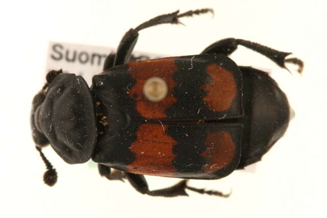 Image of Boreal Carrion Beetle