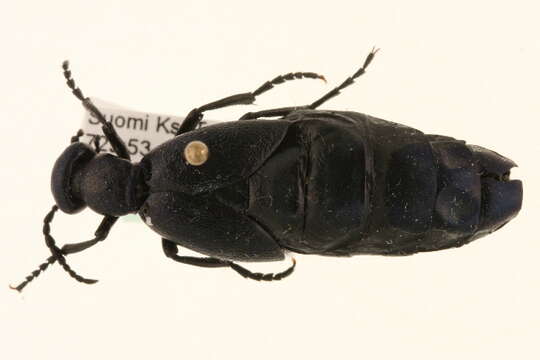 Image of <i>Meloe violaceus</i>