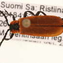 Sivun <i>Lygistopterus sanguineus</i> kuva