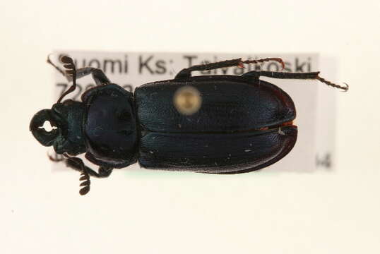 Image of Platycerus caprea (De Geer 1774)