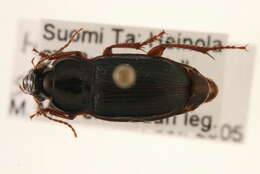 صورة Harpalus (Harpalus) smaragdinus (Duftschmid 1812)