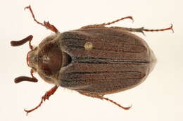 Image of chestnut cockchafer