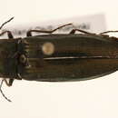 Image of <i>Ctenicera pectinicornis</i>