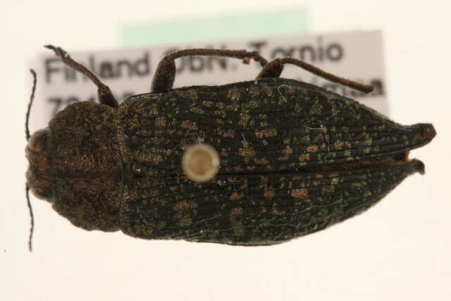 Image of Buprestoidea