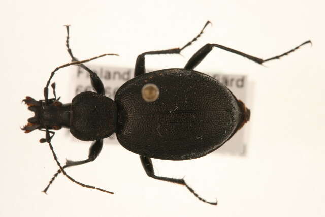 Image of Cychrus caraboides (Linnaeus 1758)