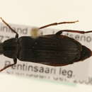 Image of <i>Melandrya dubia</i>