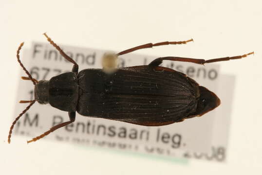 Image of <i>Melandrya dubia</i>