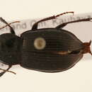 Image of Amara (Curtonotus) gebleri Dejean 1831