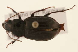 Image of Amara (Curtonotus) gebleri Dejean 1831